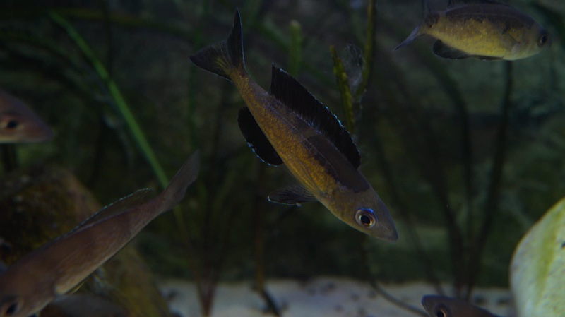 Cyprichromis microlepidotus 'Bilila (Kavala) Island'
